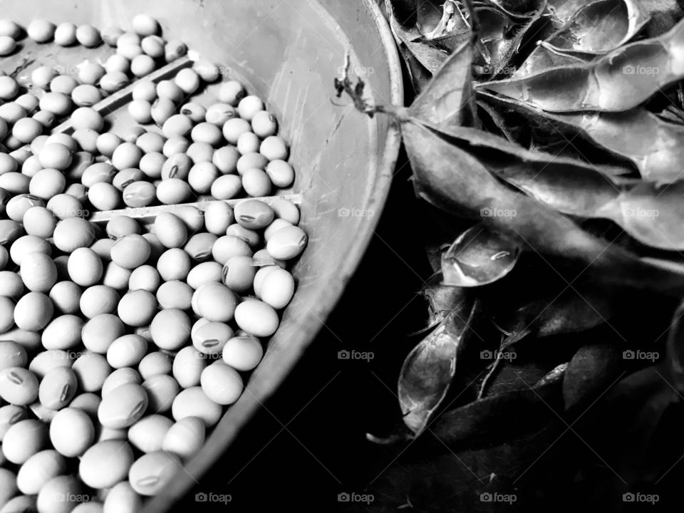 Shelling soybeans for agricultural research 