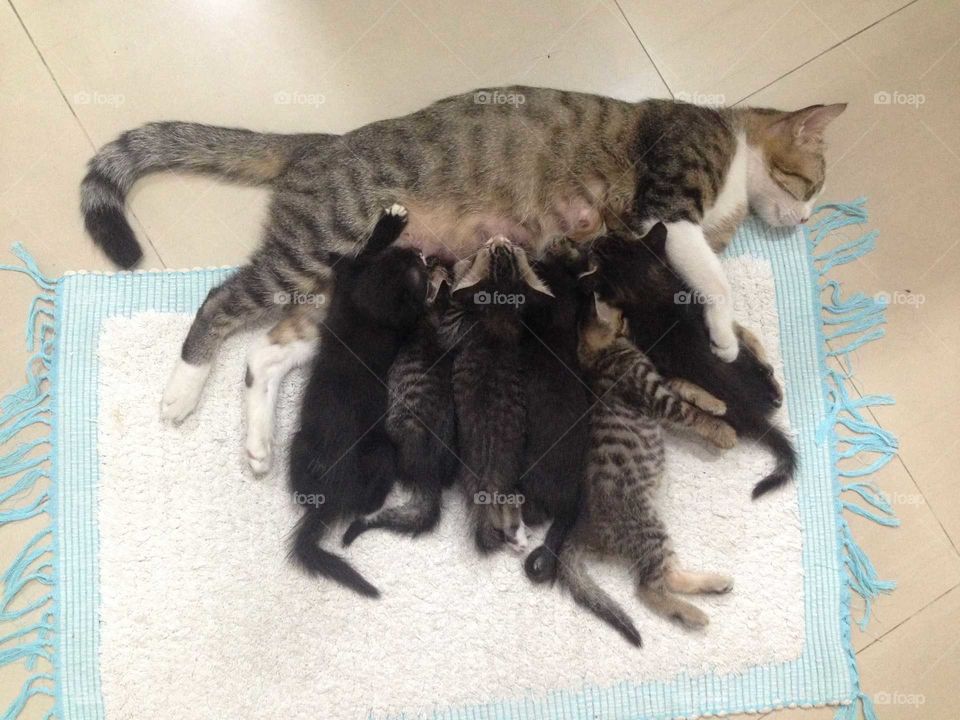 Lovely cat family