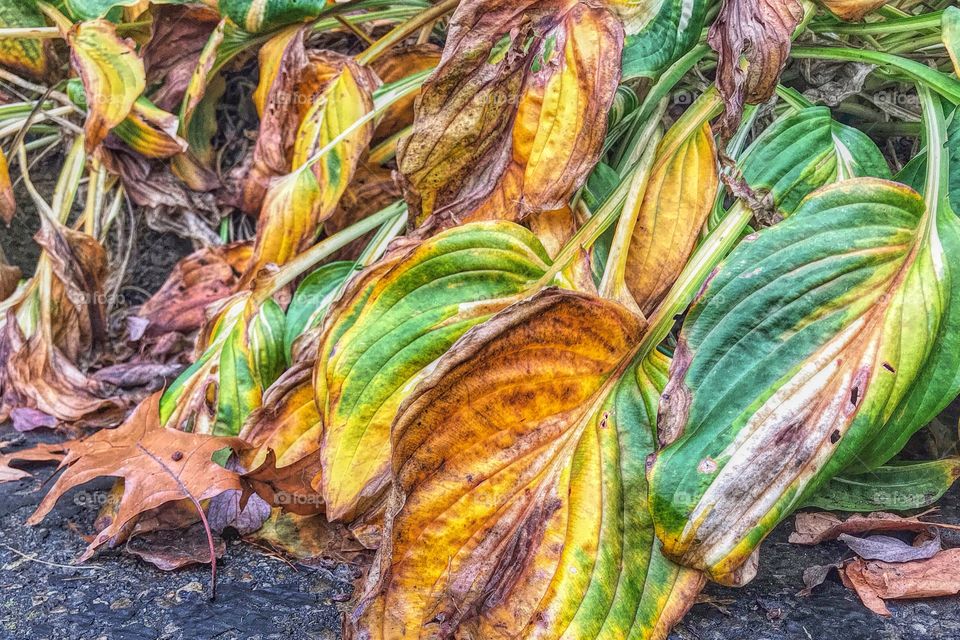 Autumnal leaves of green and orange 