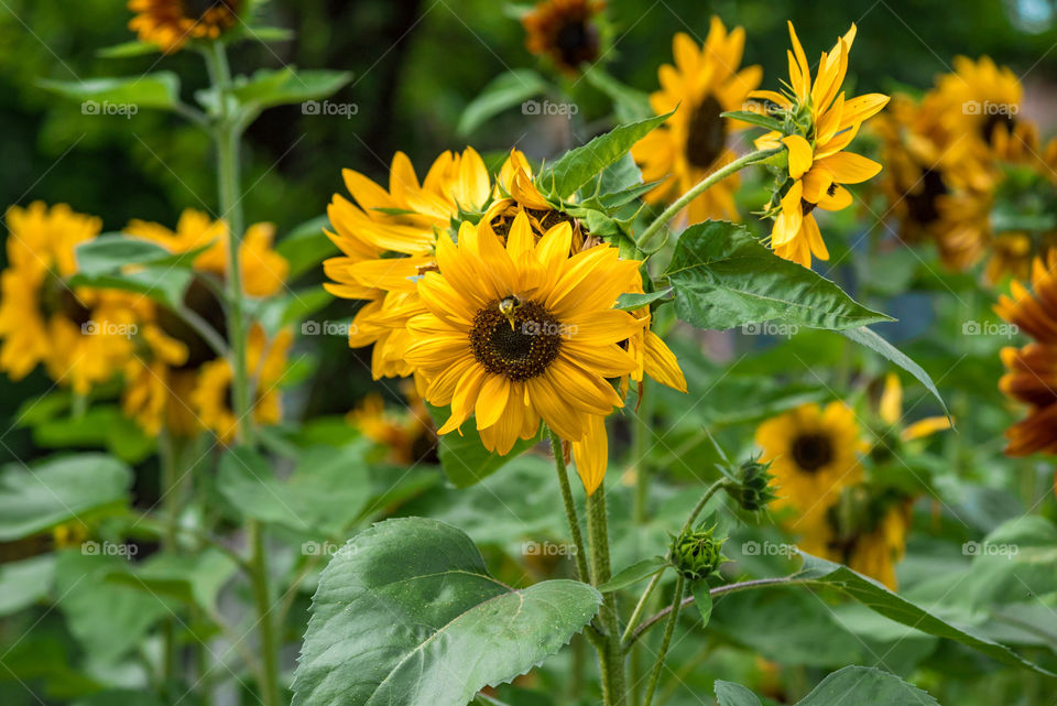 sunflowers bees and bumblebees