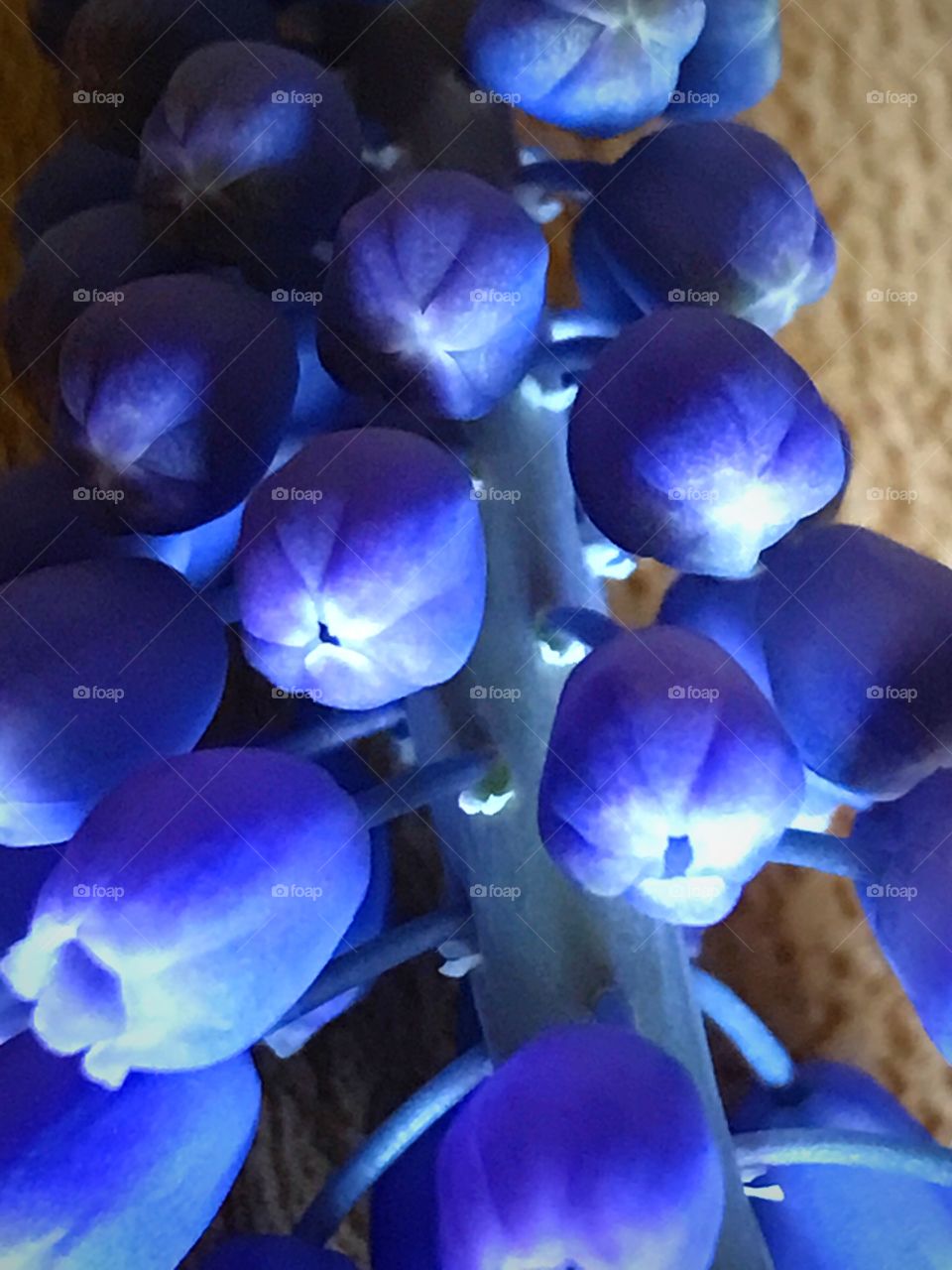 Grape hyacinth purple flower plant