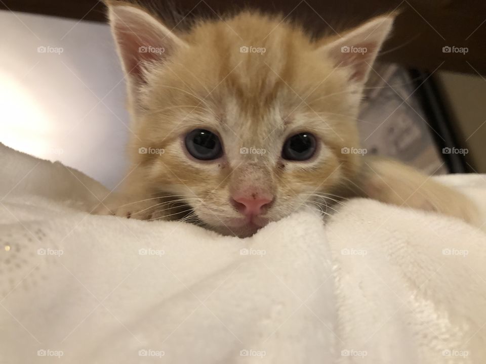 Baby Theodore (rescue kitten)