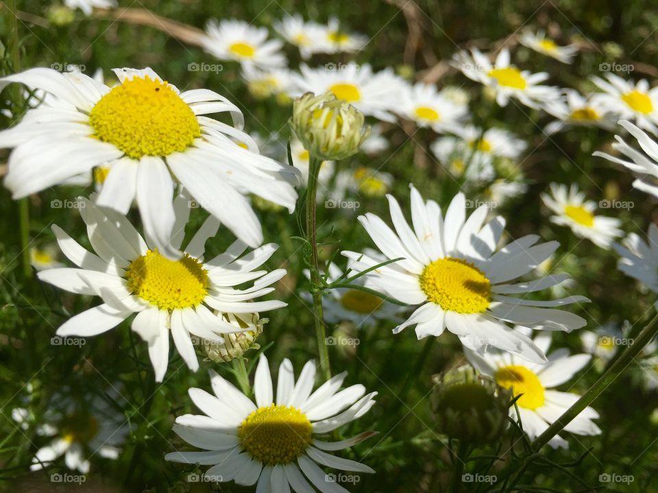 Flowers