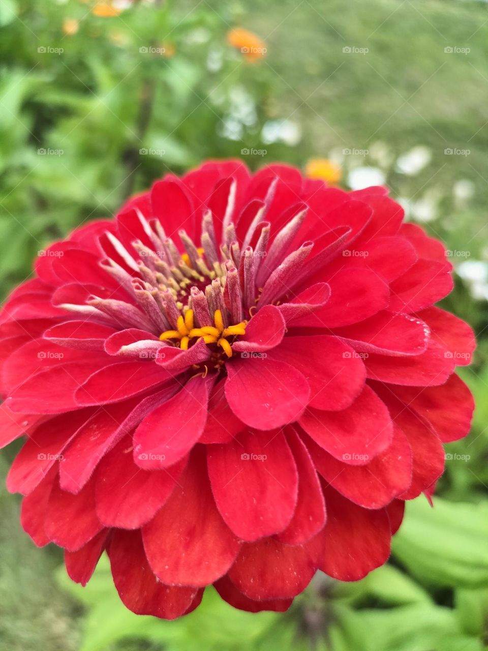 bursting zinnia