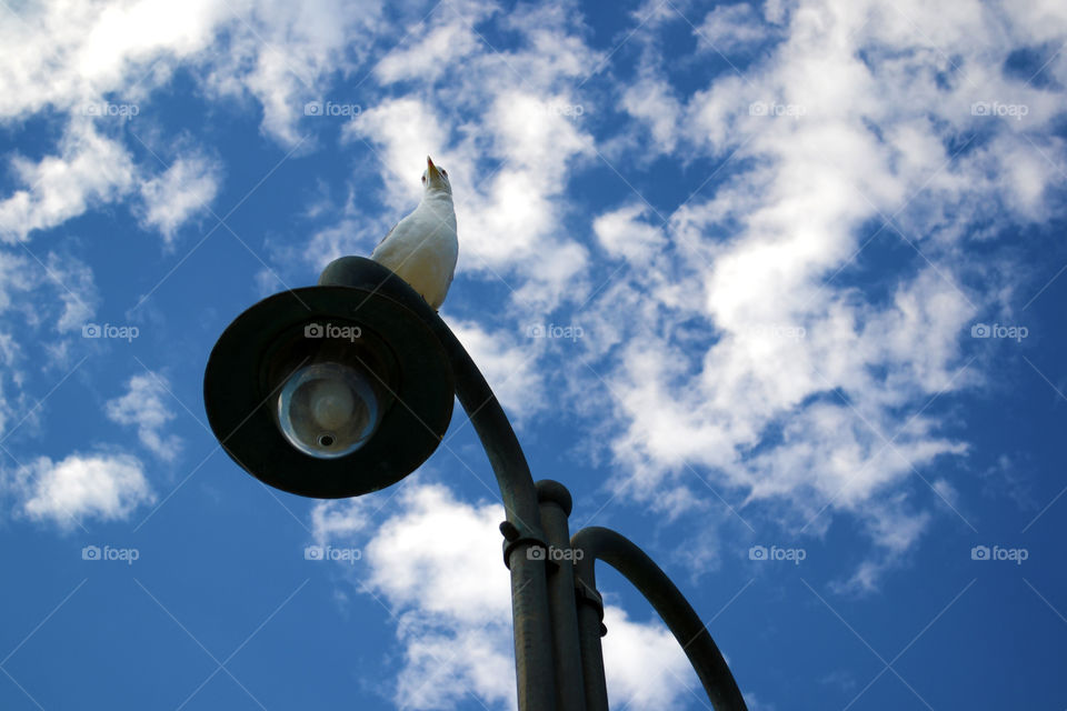 Seagull on the Lamp post