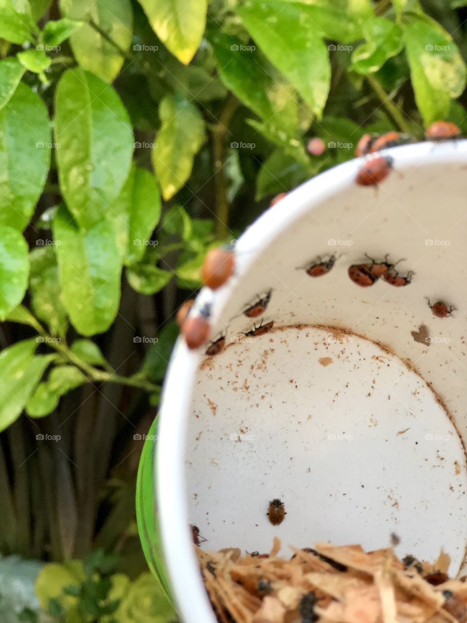 Foap Mission Crazy Plant People! Releasing Live Lady Bugs in Your Organic Garden For Natural Insect Abatement.