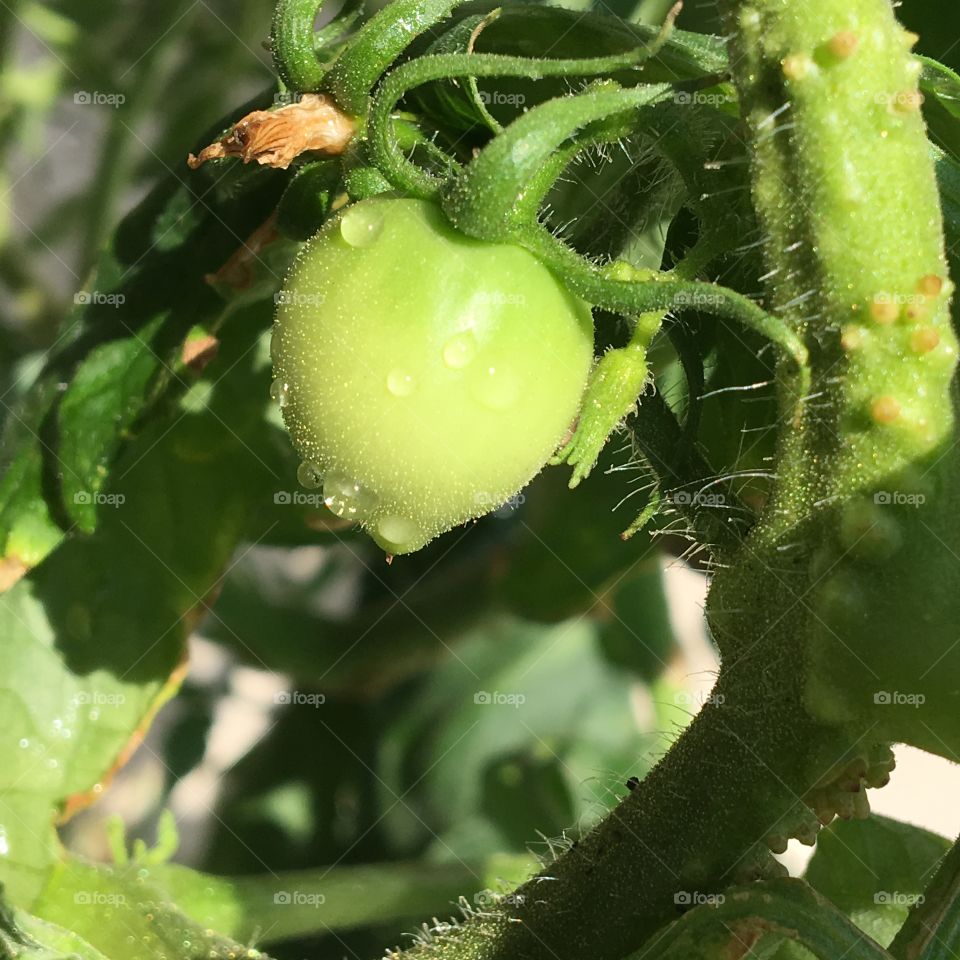 Baby Tomato