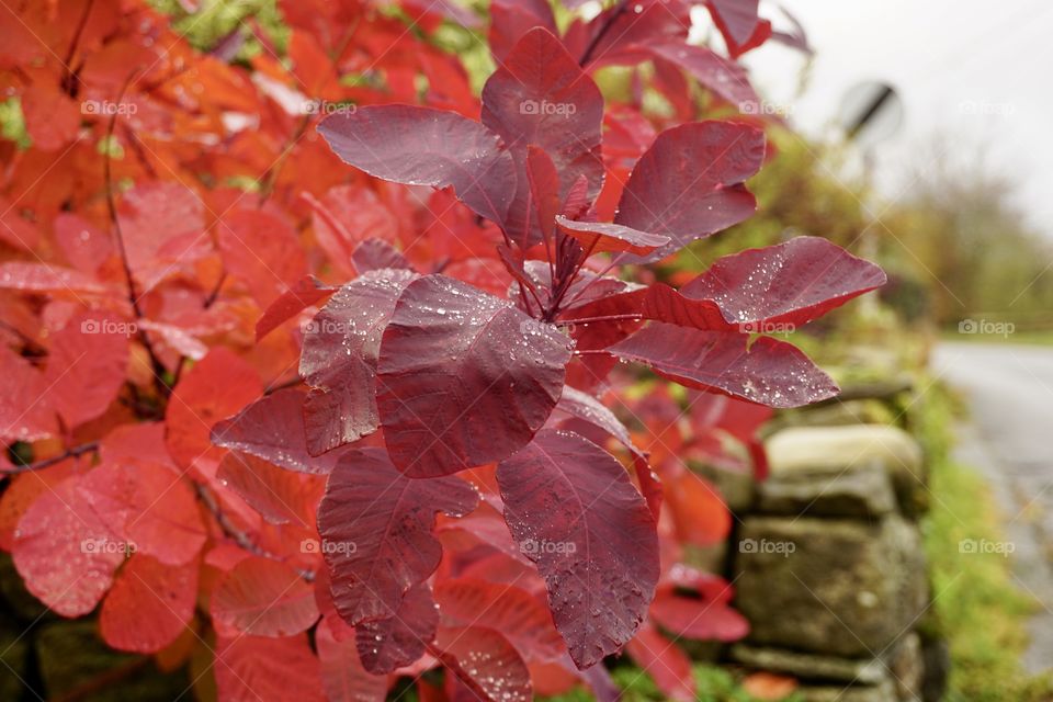 Red Autumn Leaves after a shower of rain ☔️