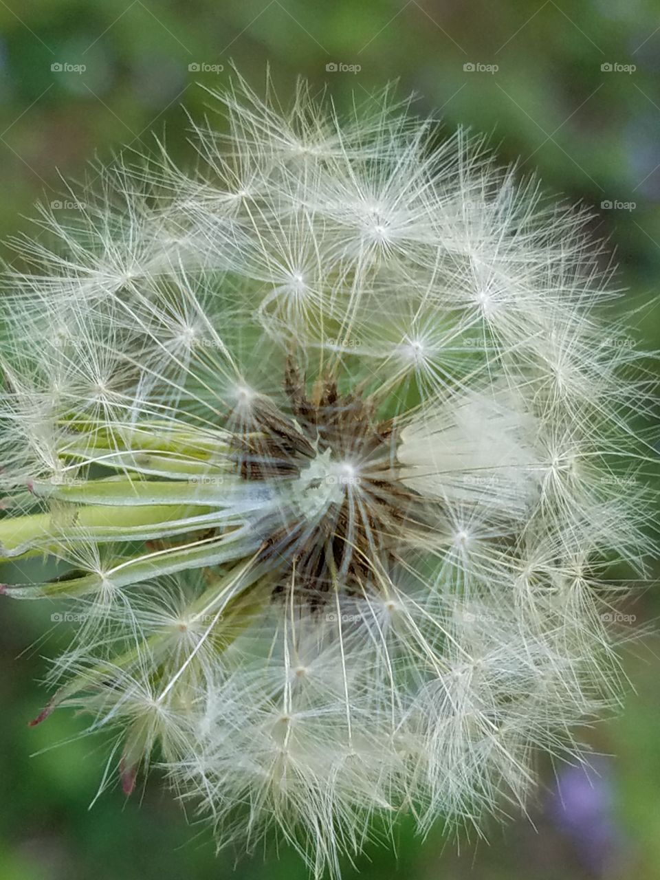 Dandelion