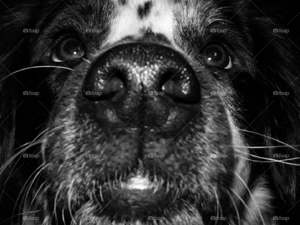 Close up of a beautiful dog in black and white.