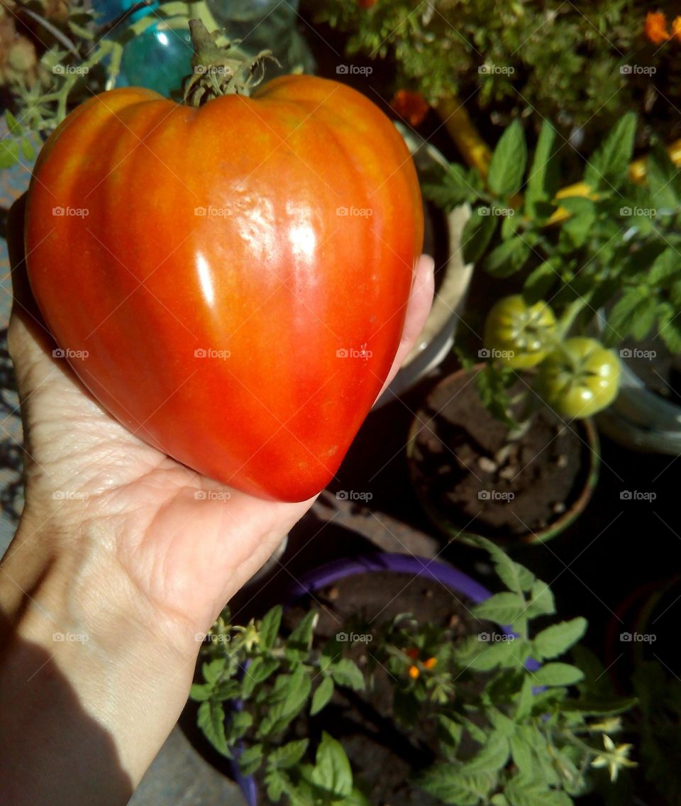 big tomato in the hand