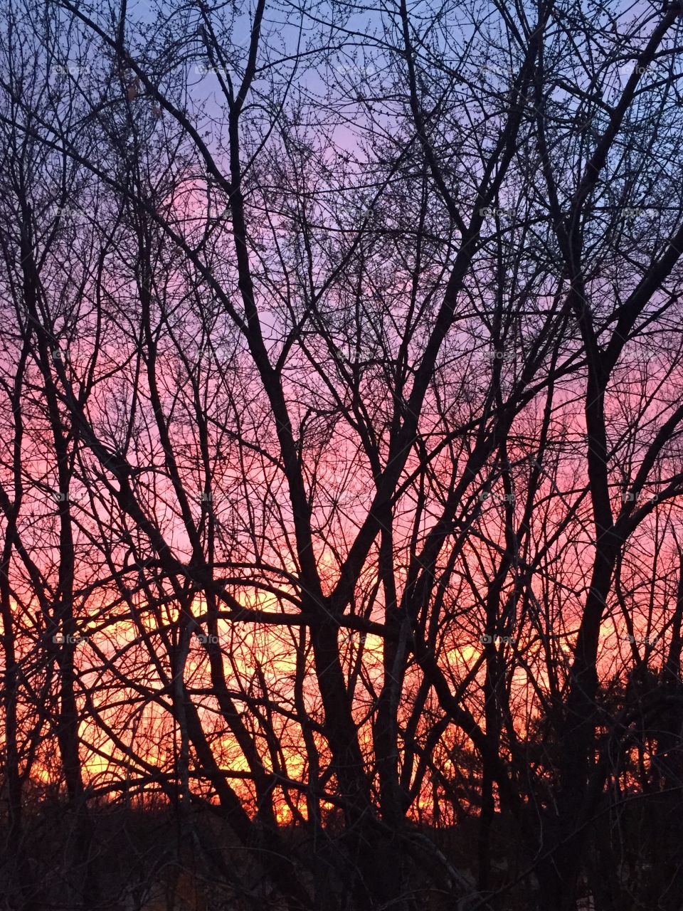 Sunset between the bare trees 