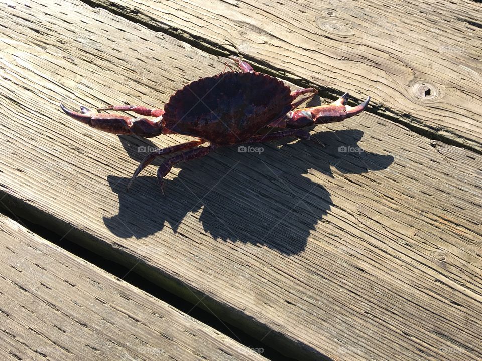 Crab and its shade