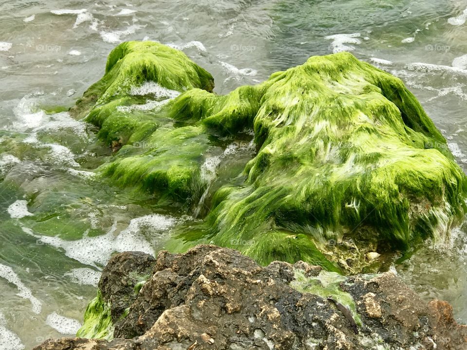 Green algae covered rock formation 
