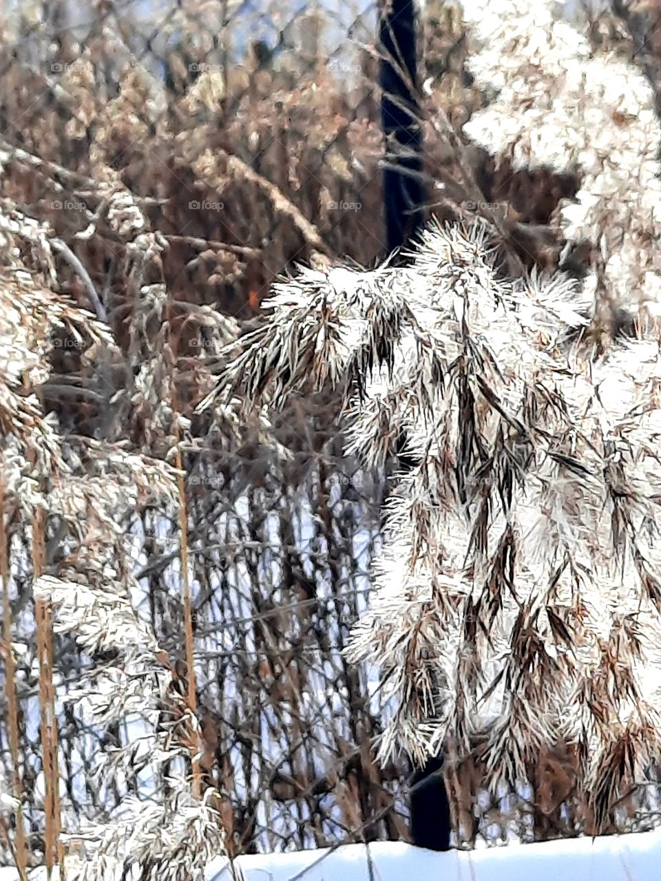 colour in winter garden - grass ears in snow