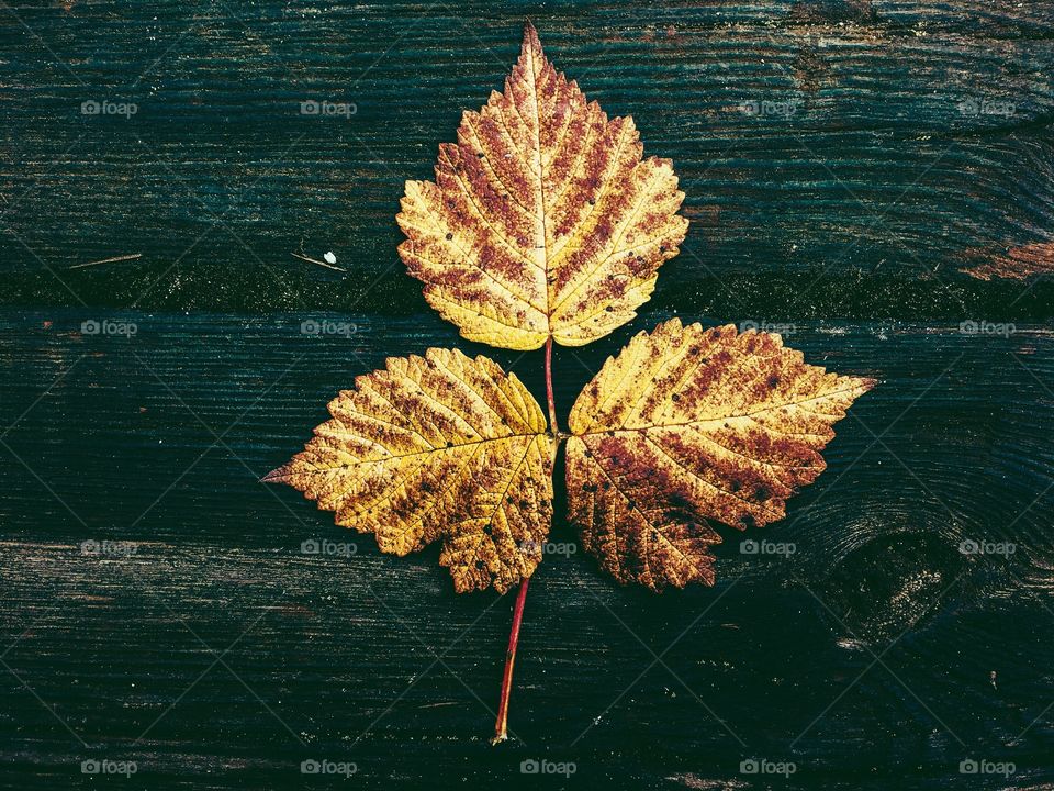 Autumn leaves on wood