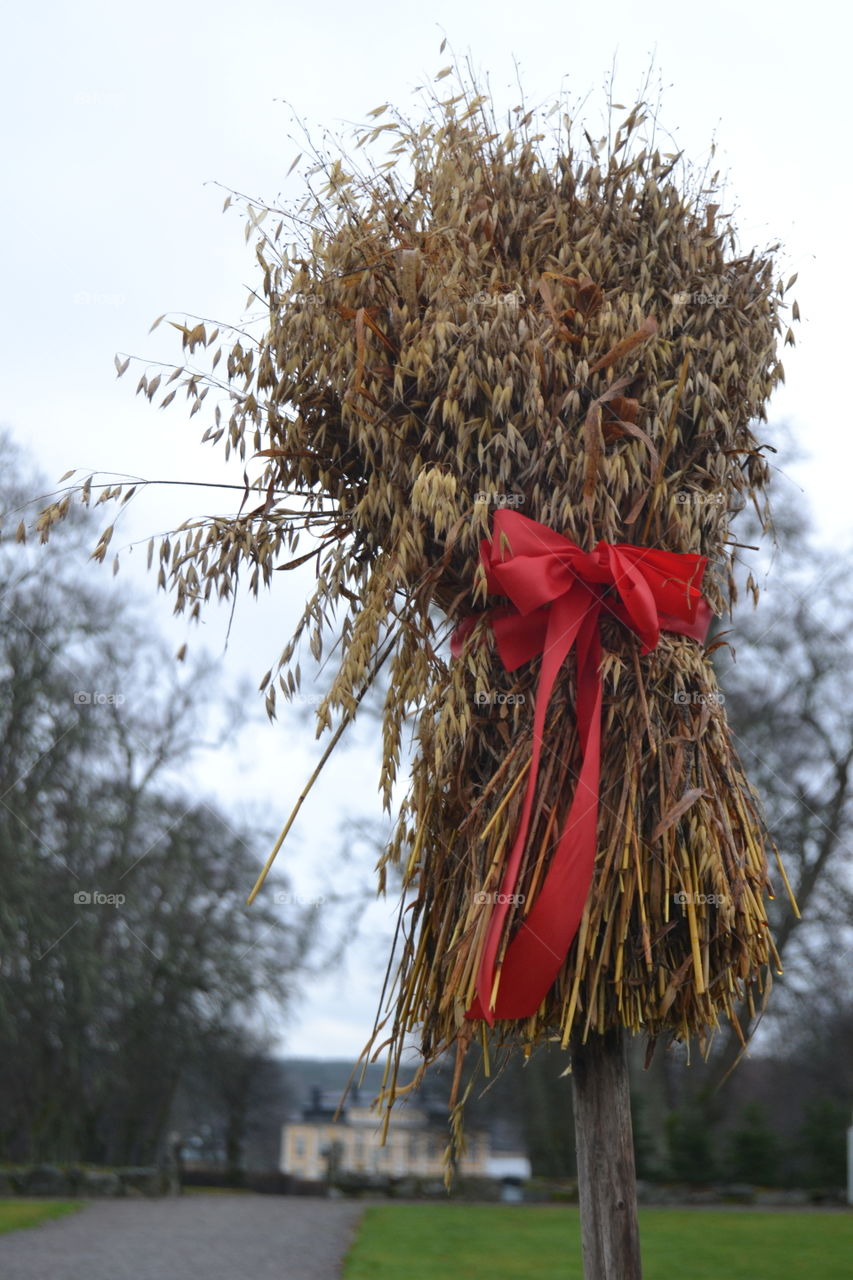 Wheat crop tied with red ribbon