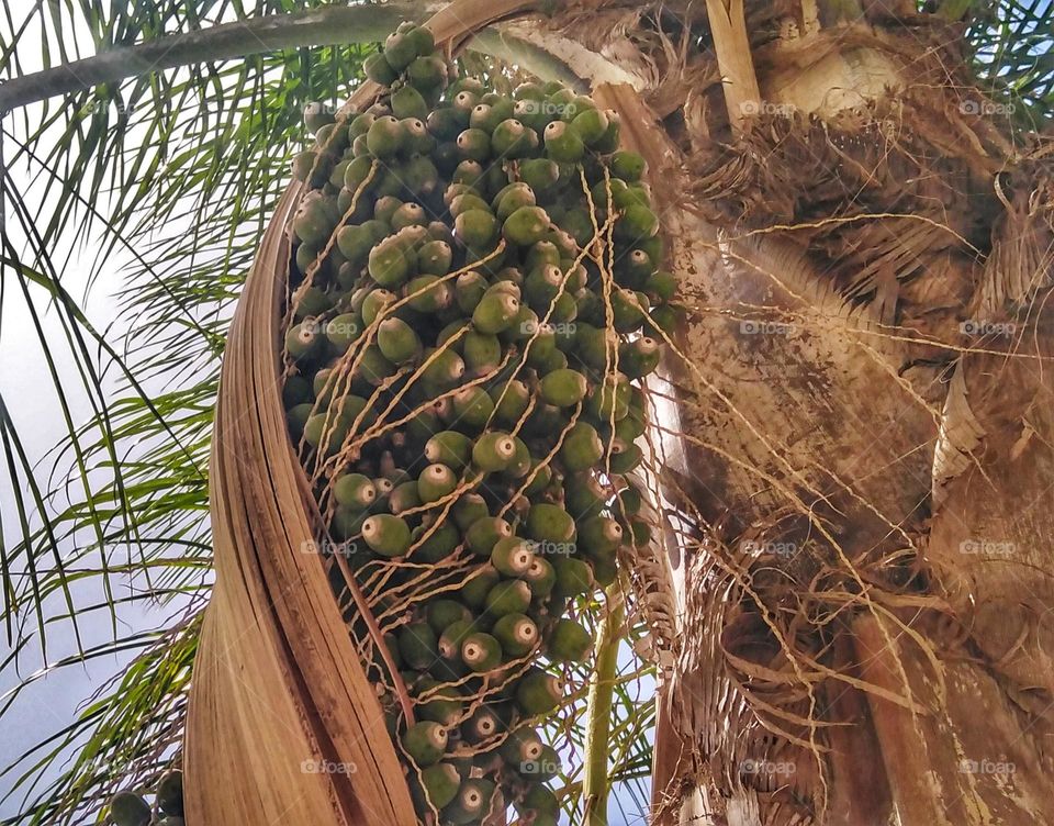 Palm and dates fruit