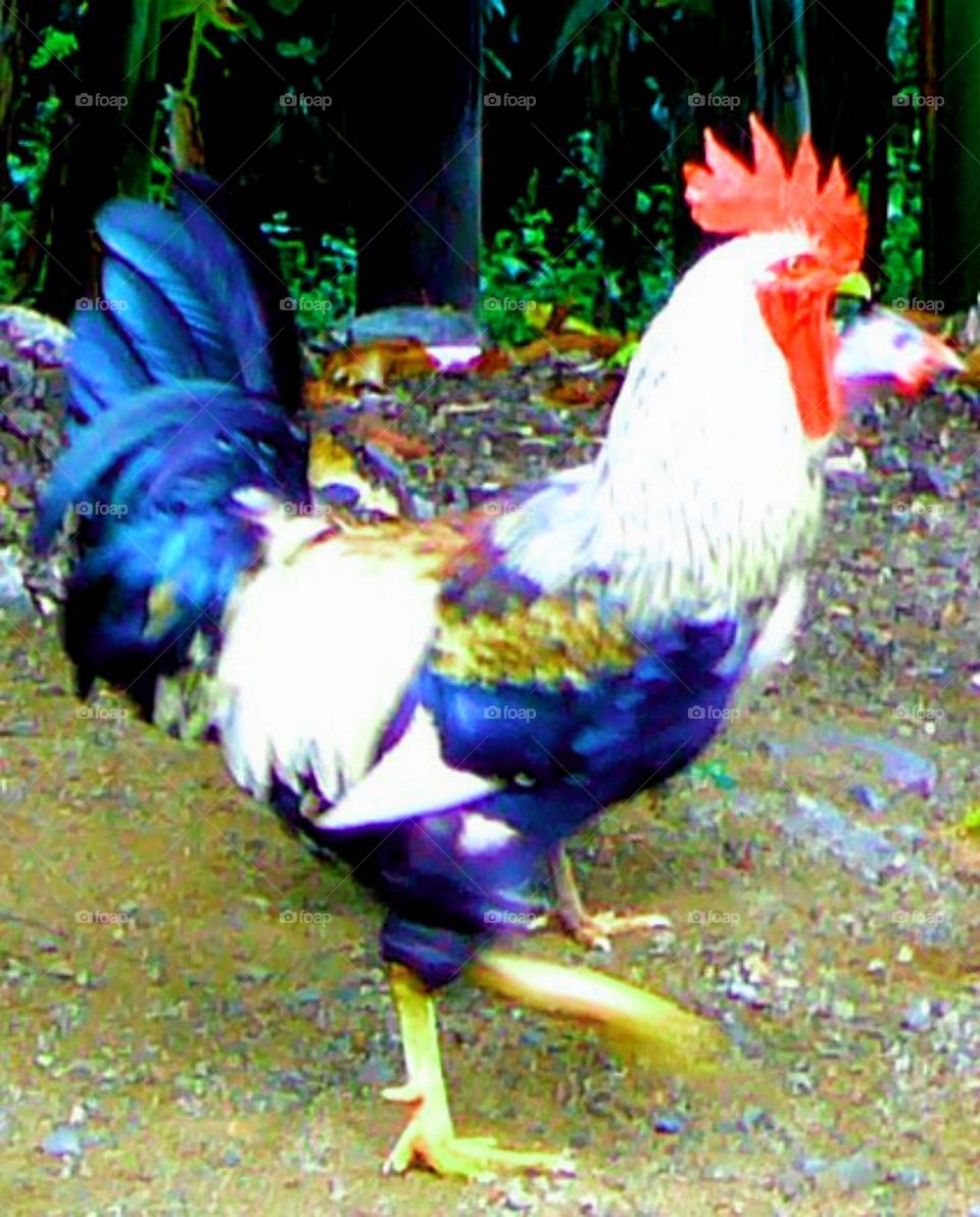 The yard king. A rooster striding across the yard 