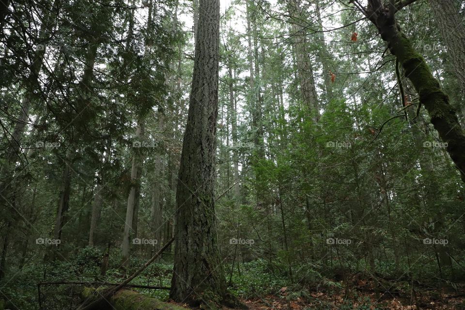 Dense forest of evergreen trees