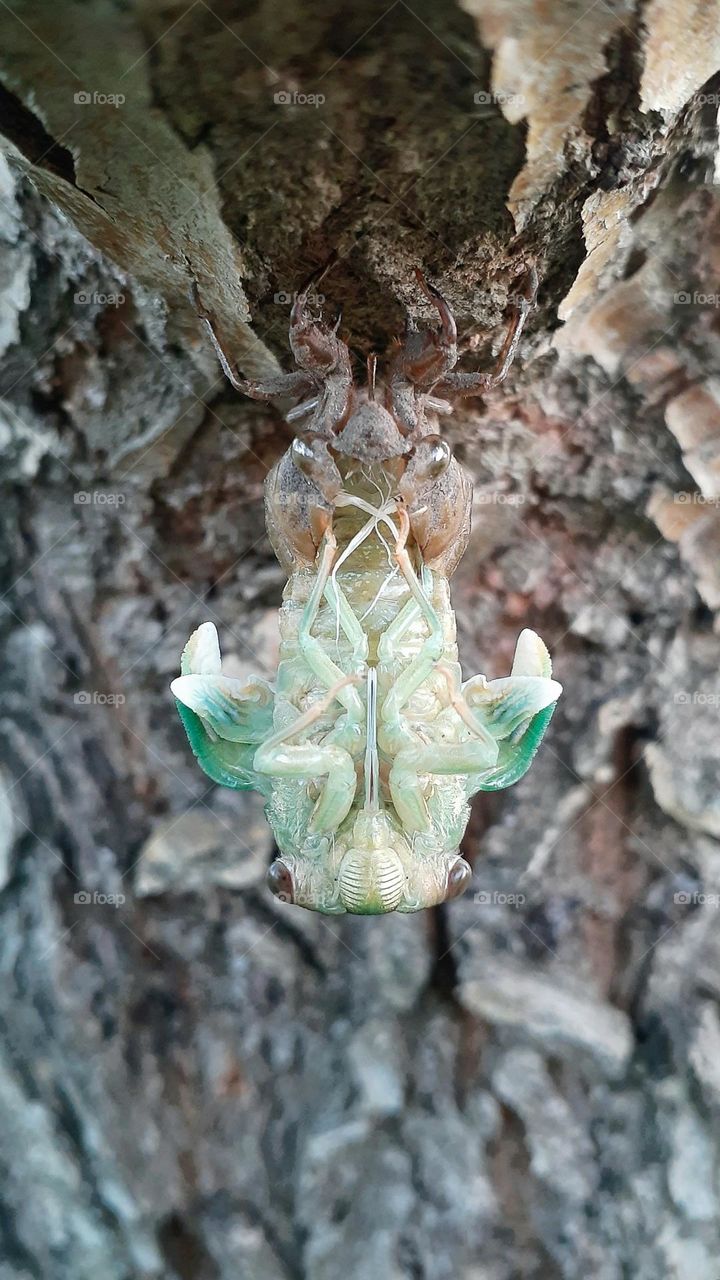 Cicada Life