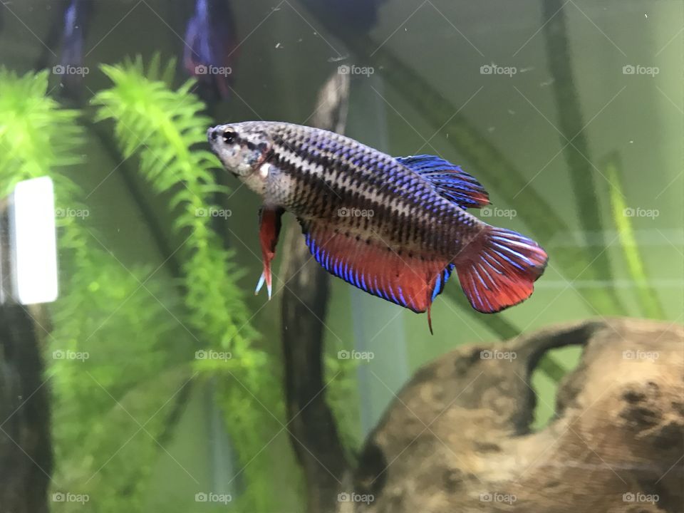 Betta
