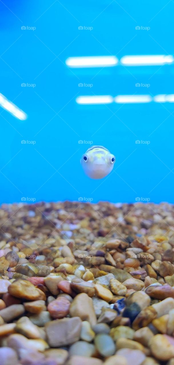 If this baby pufferfish doesn’t make you smile, there’s not much that would. 🐡