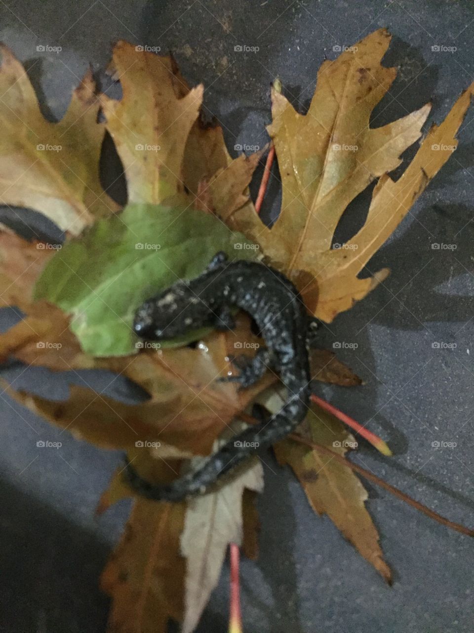 Accidentally on covering this tiny little salamander today he’s already hibernating so I thought I’d take a quick picture of them before I Tucked him back under a log.