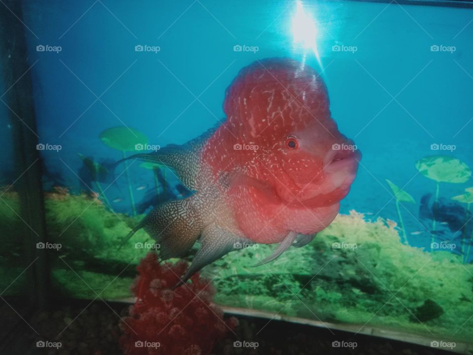 ravarma vanguvo  Flowerhorn cichlids, Red fish, Ornamental aquarium fish