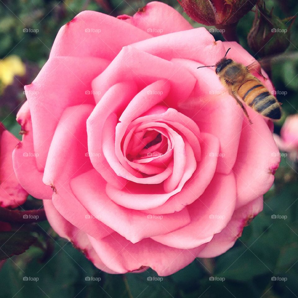 Pink rose and bee