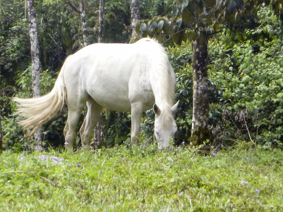 Summer Horse