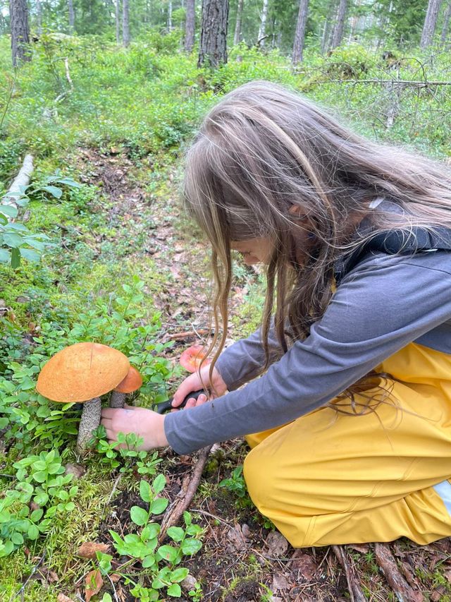 mushroom