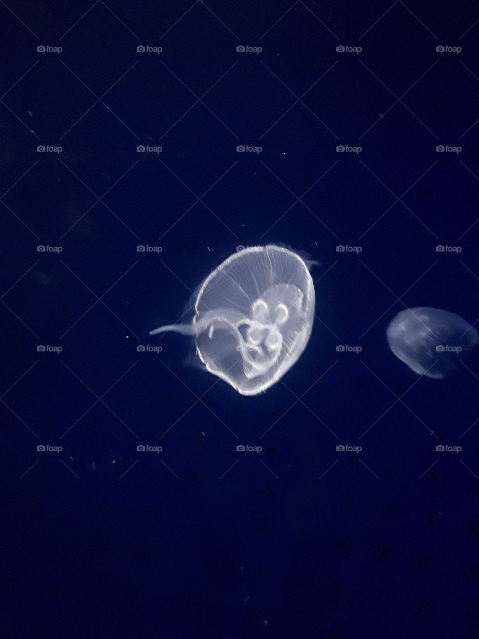 jellyfish Aquarium