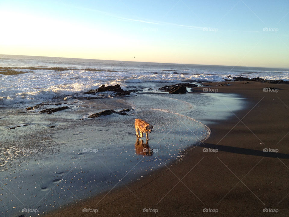 beach sunset dog pet by paulinatir