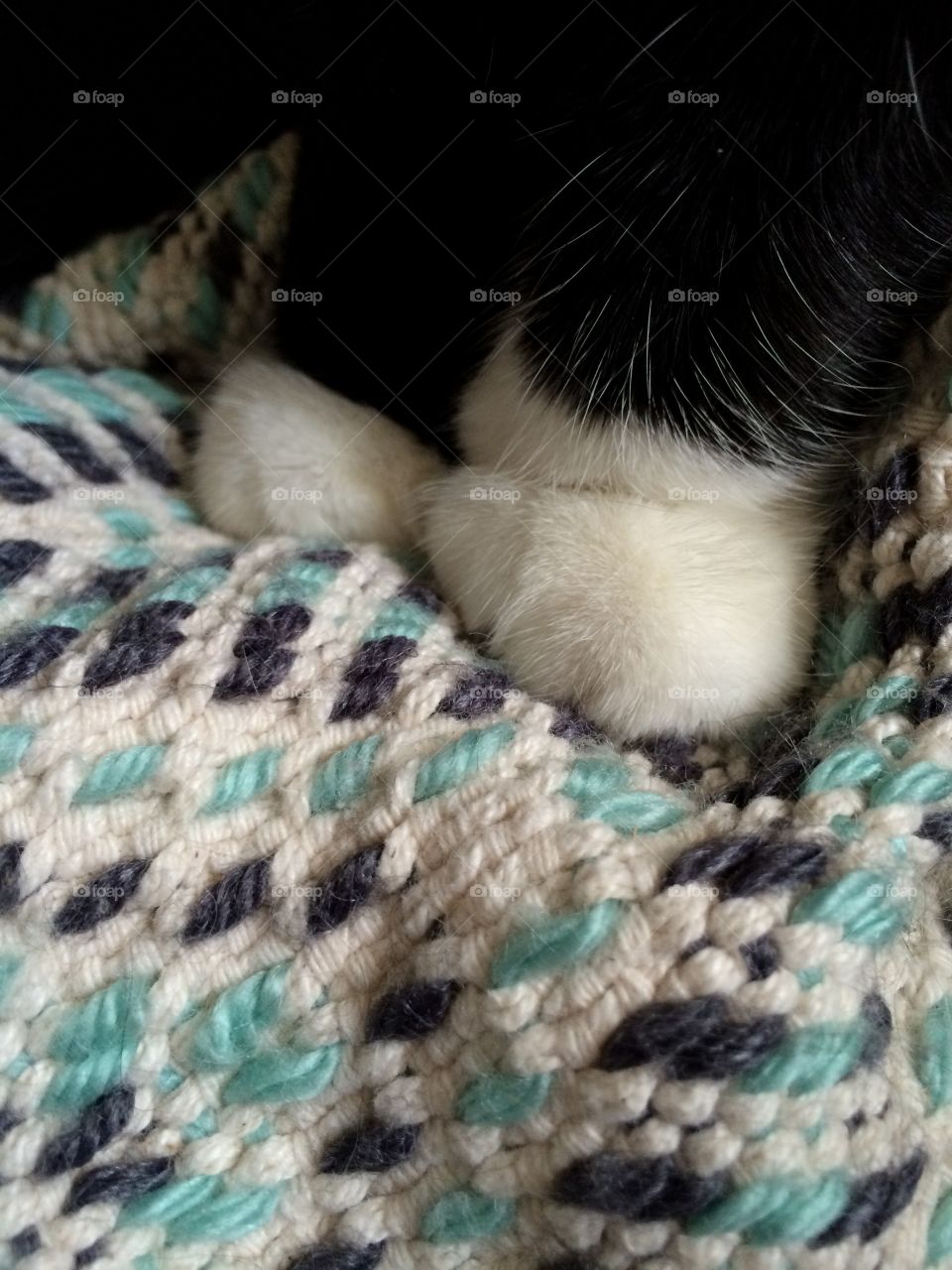 Paws on grandmas handmade blanket