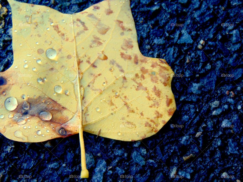 Raindrops on a leaf that's laying on pavement.