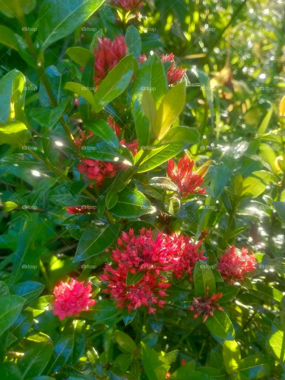 bright red flowers