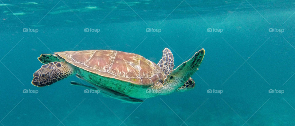 Thai turtle. similan turtle