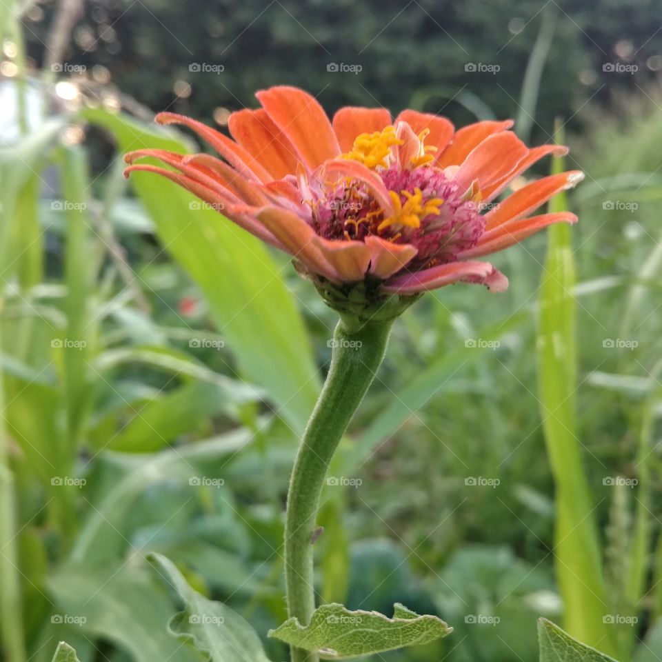 zinnia