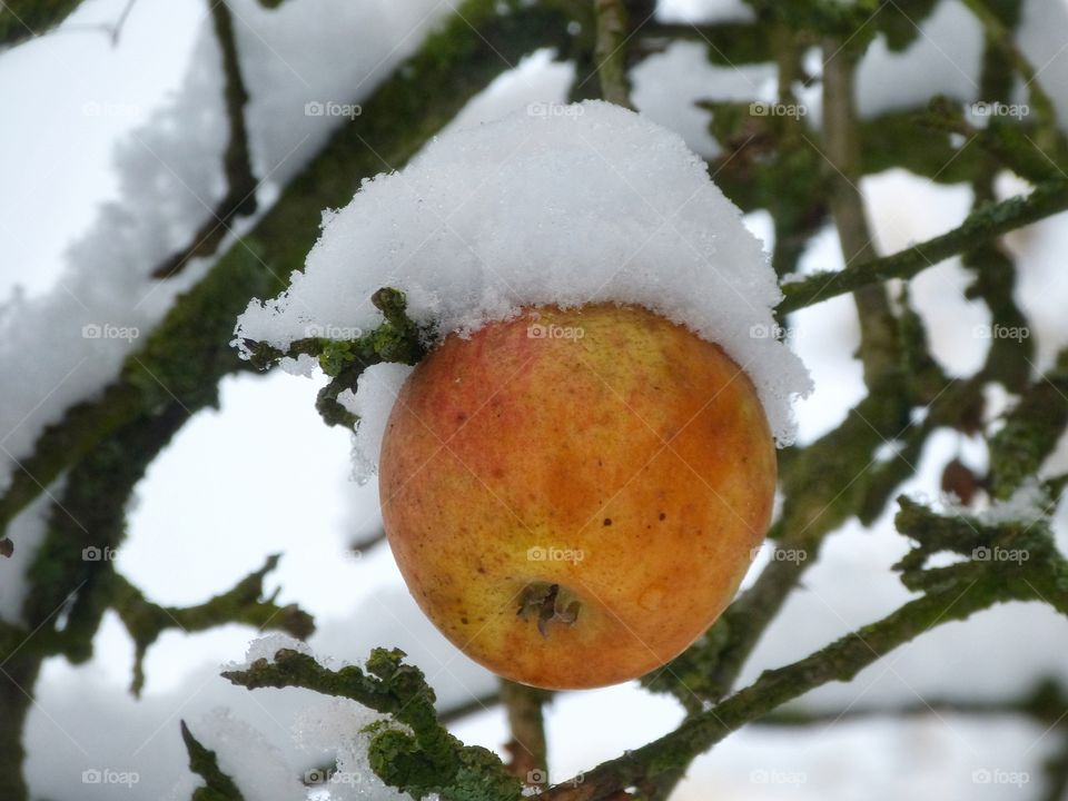 Snow on apple