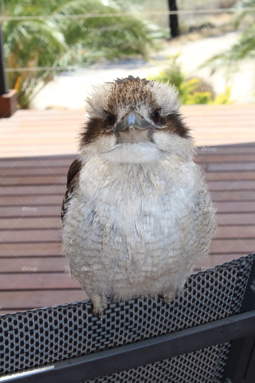 Regular visitor flying in from the bush