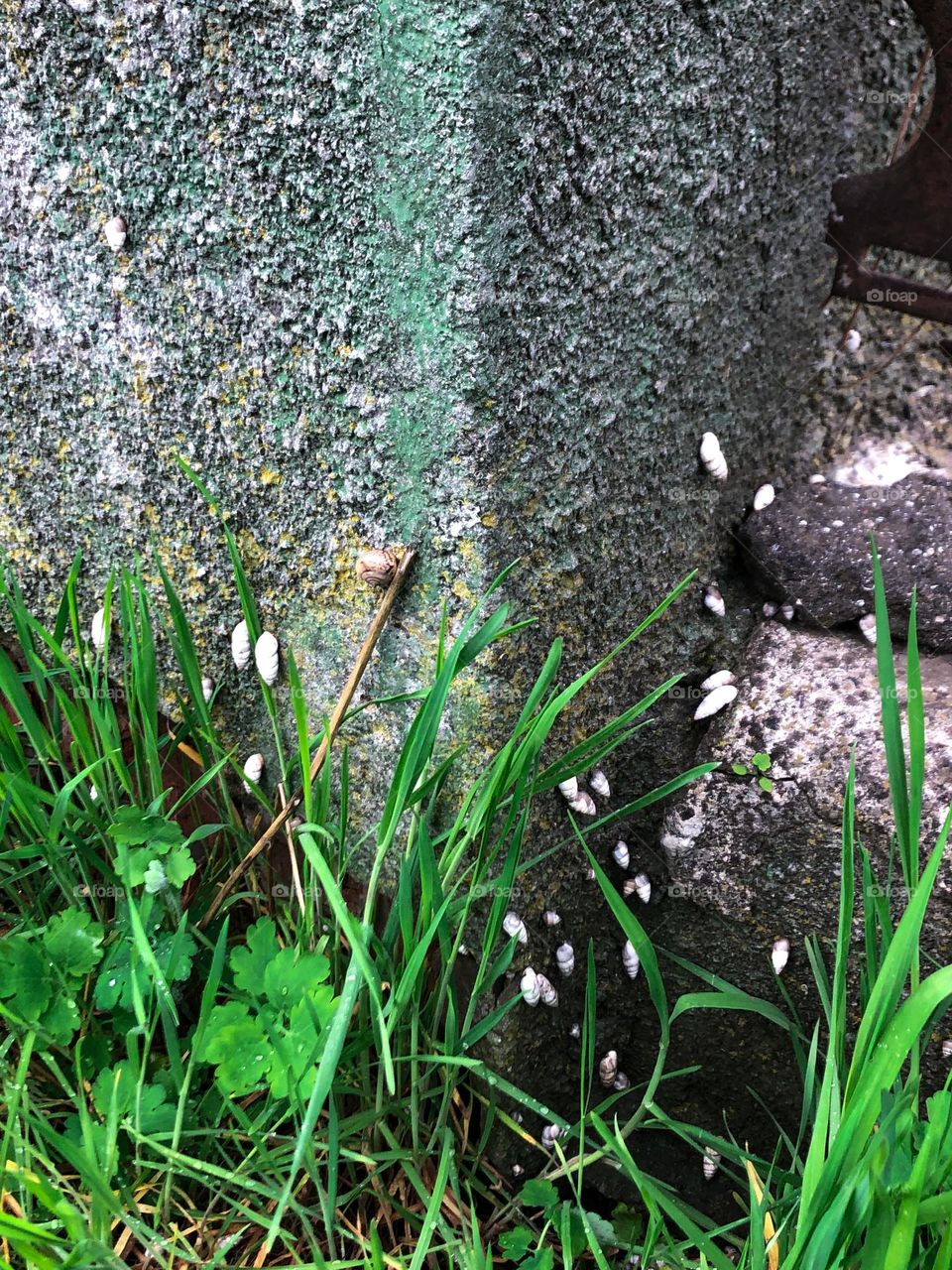 snails, green grass and stone fence