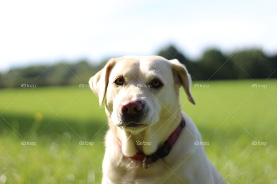 Close-up of a white dog