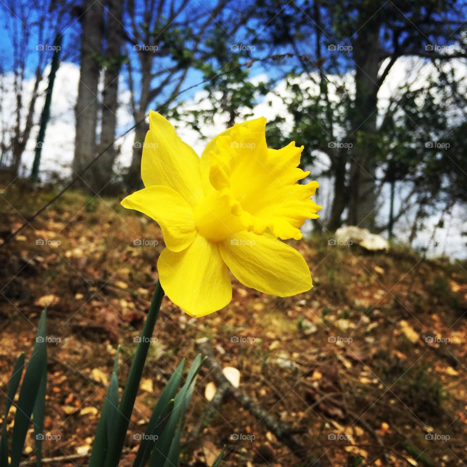 First Daffodil . First daffodil of the season in my grandmother's yard.