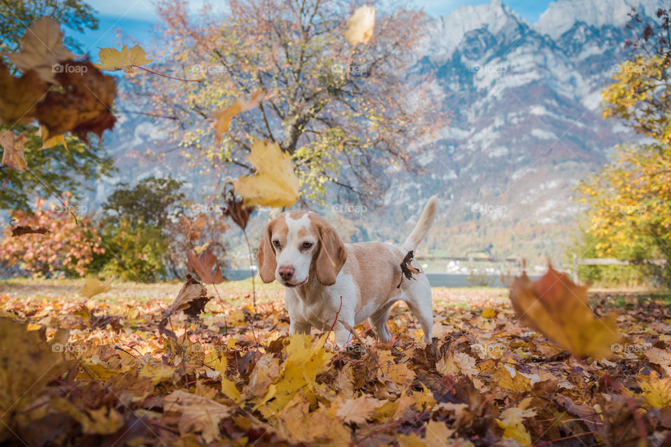 dog plays with leaves