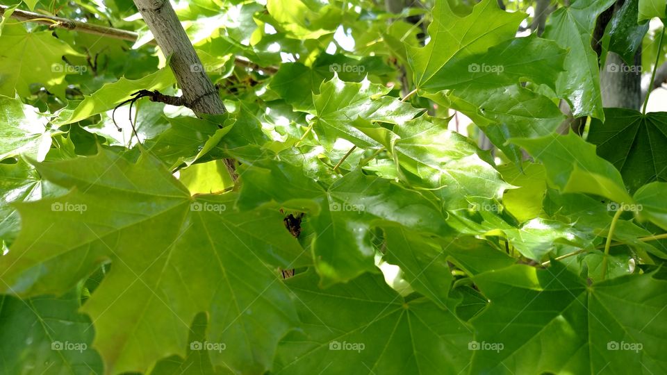 Summer tree leaves.