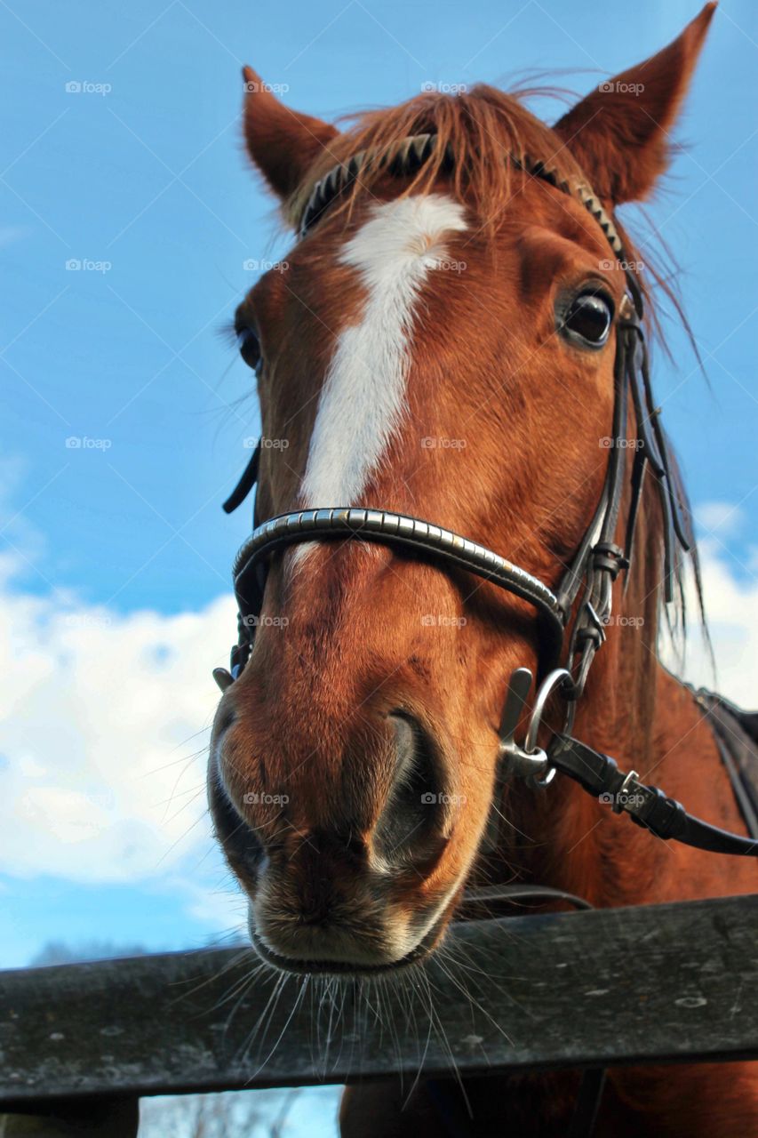 Majestic horses