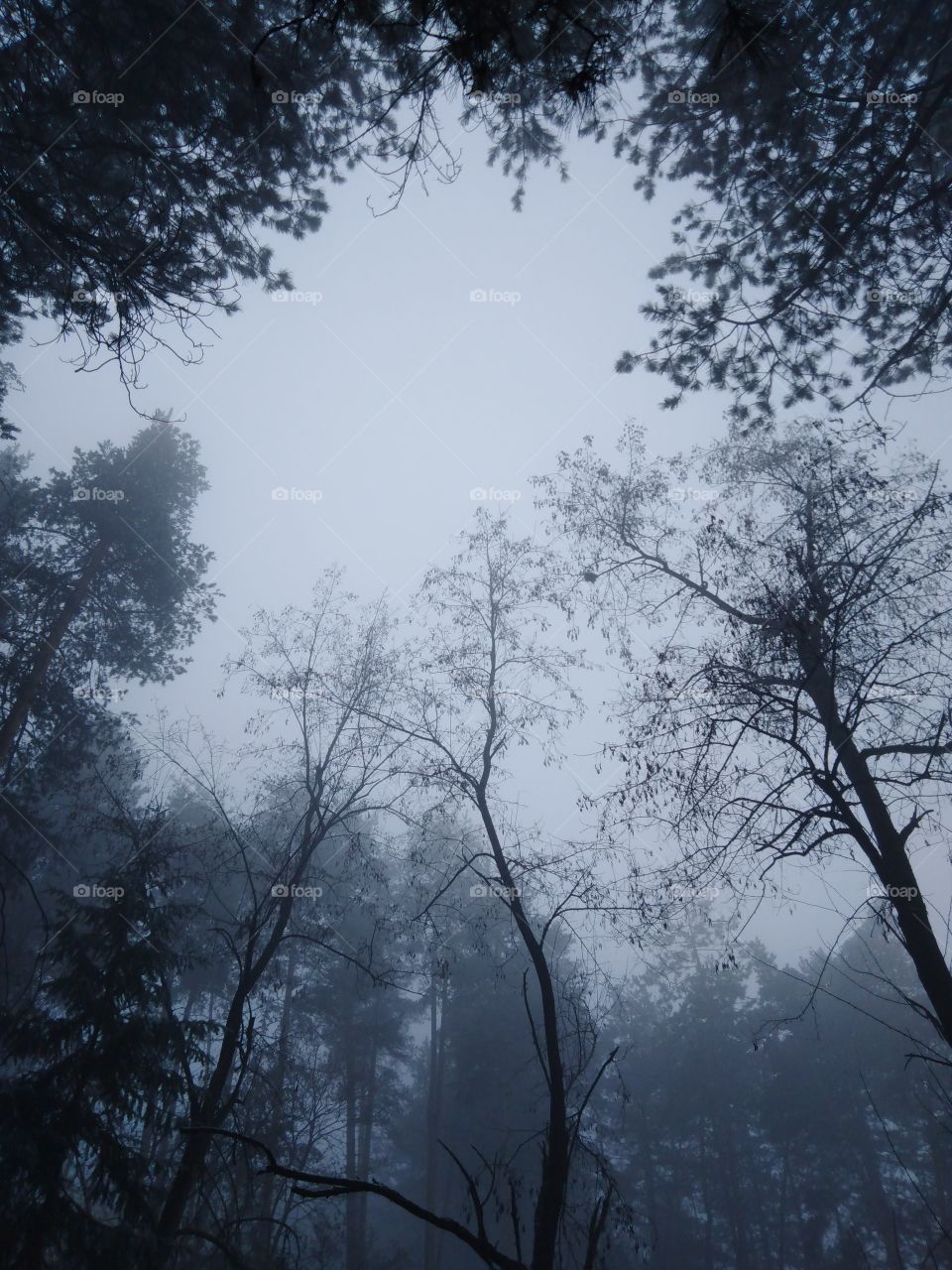 Tree, Wood, Fog, Landscape, No Person