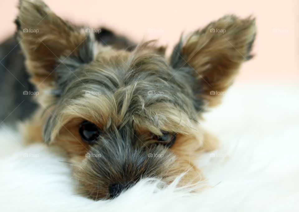 Yorkie Dog