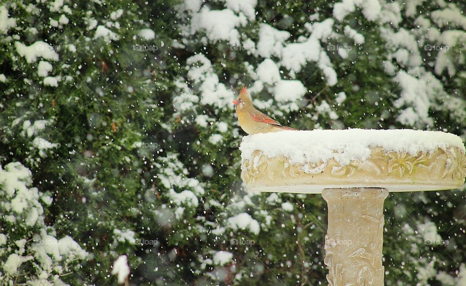 Cardinal sitting in snow